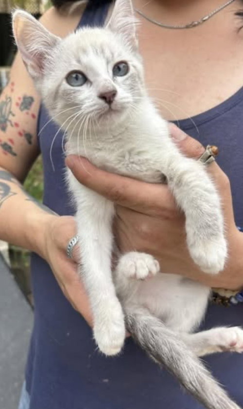 Pearl Napa, an adoptable Siamese in danville, CA