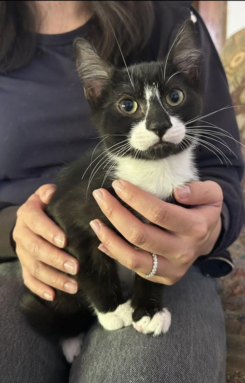 Mikey Napa, an adoptable Tuxedo in danville, CA