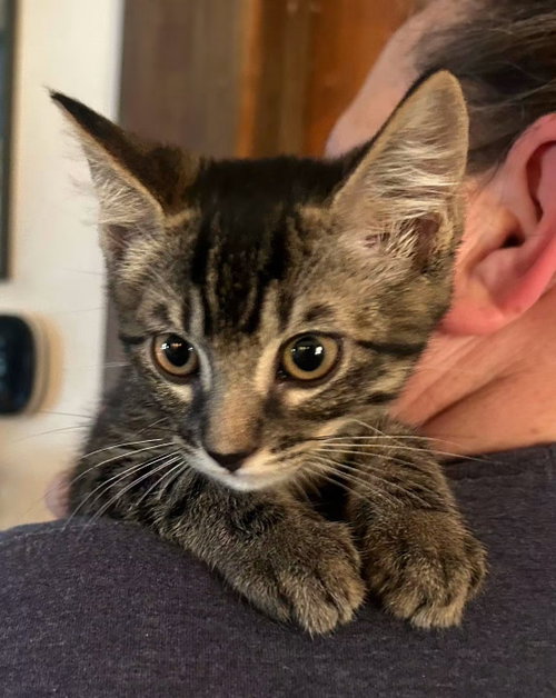 Ernie Napa, an adoptable Tabby in danville, CA