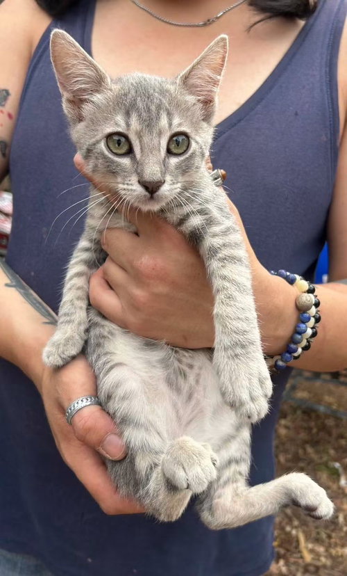 Petey Napa, an adoptable Tabby in danville, CA