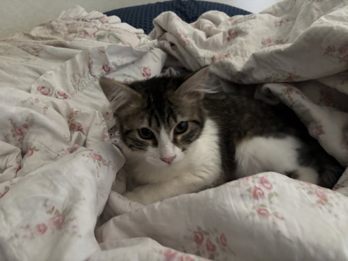 Willow