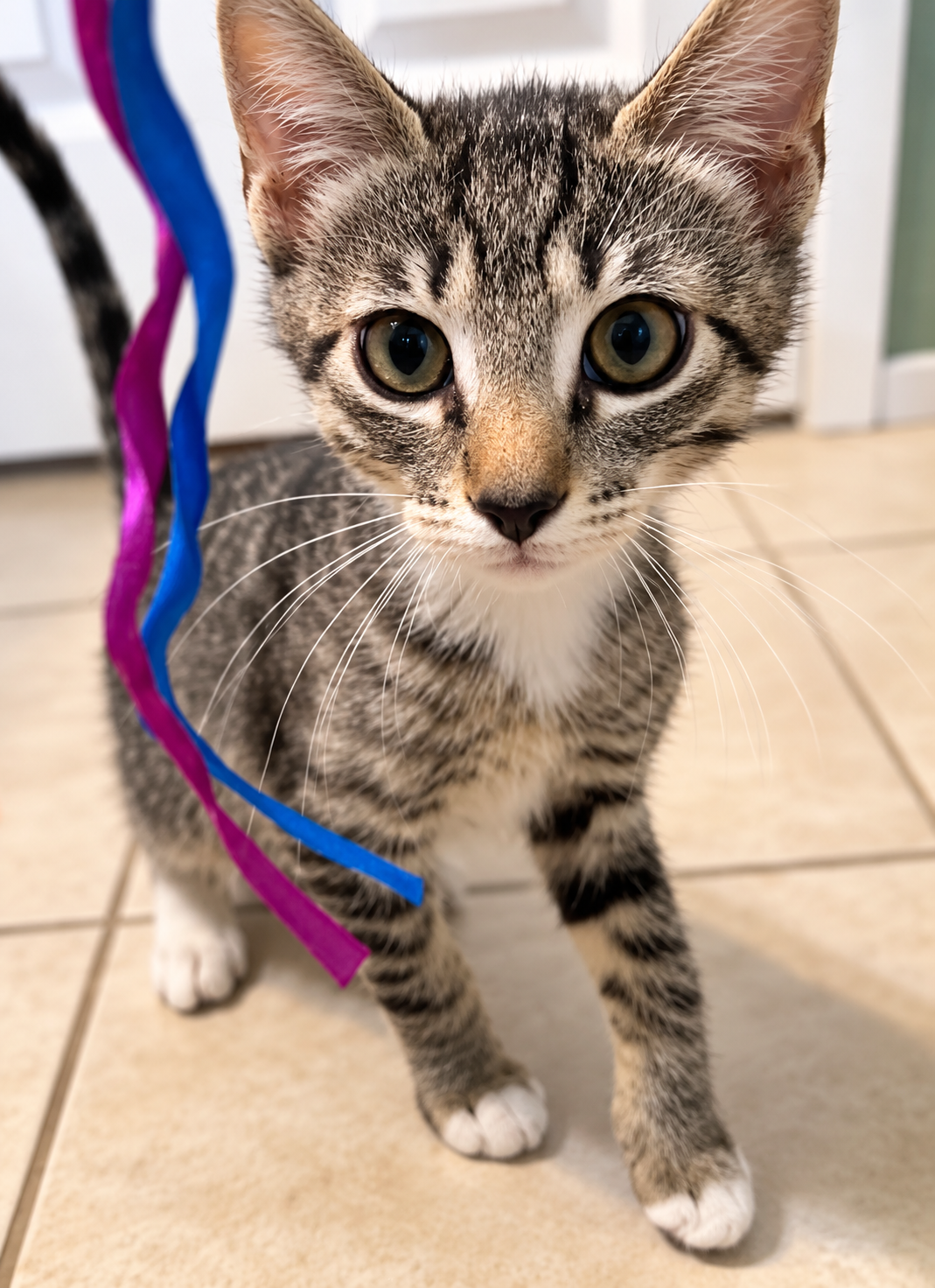Marvin ( AV), photo 2