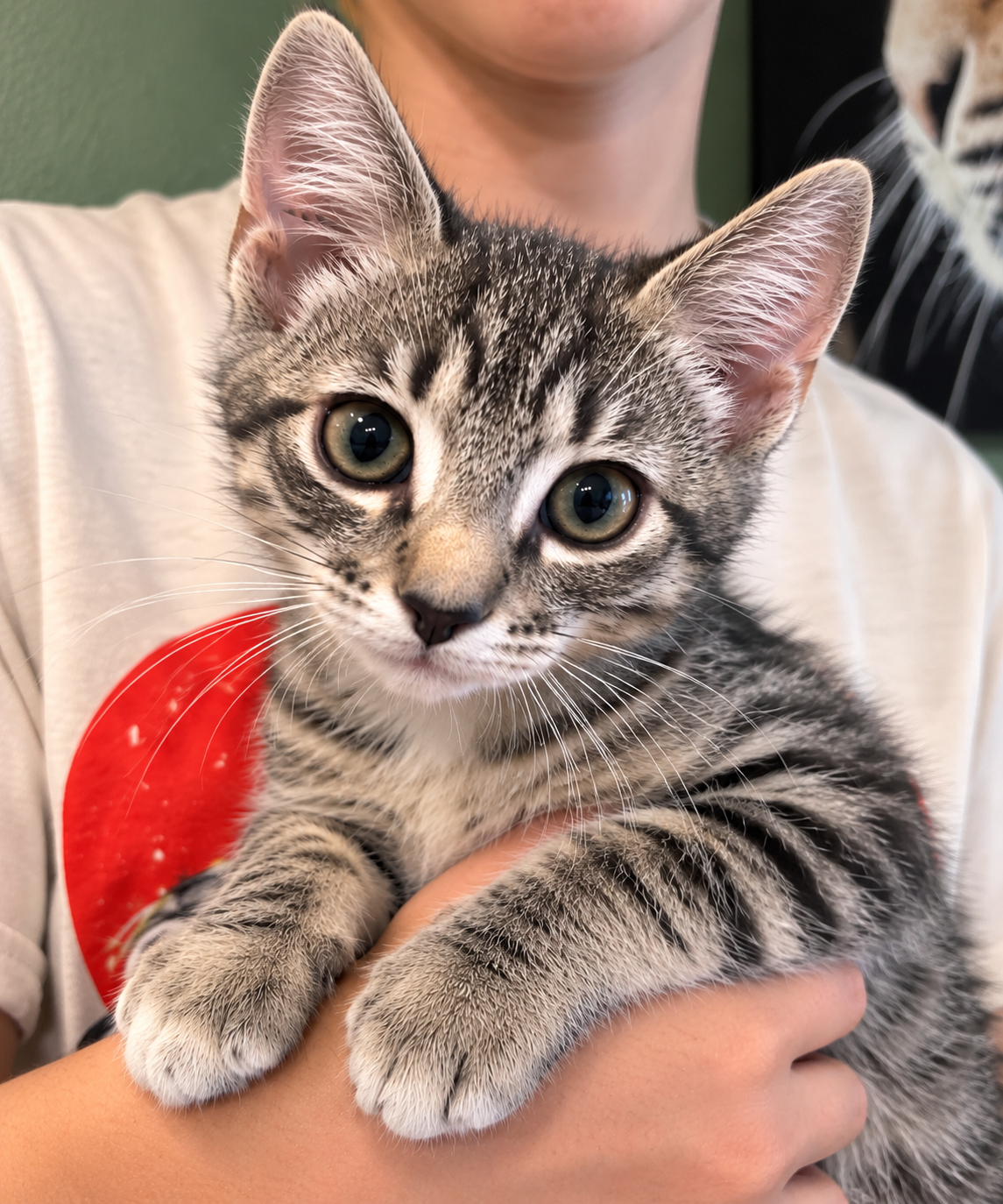 Marvin ( AV), photo 3