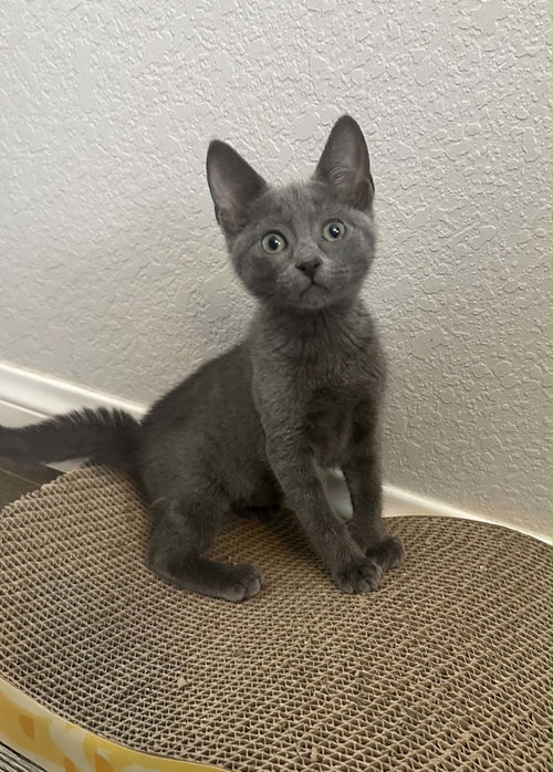 Gemma