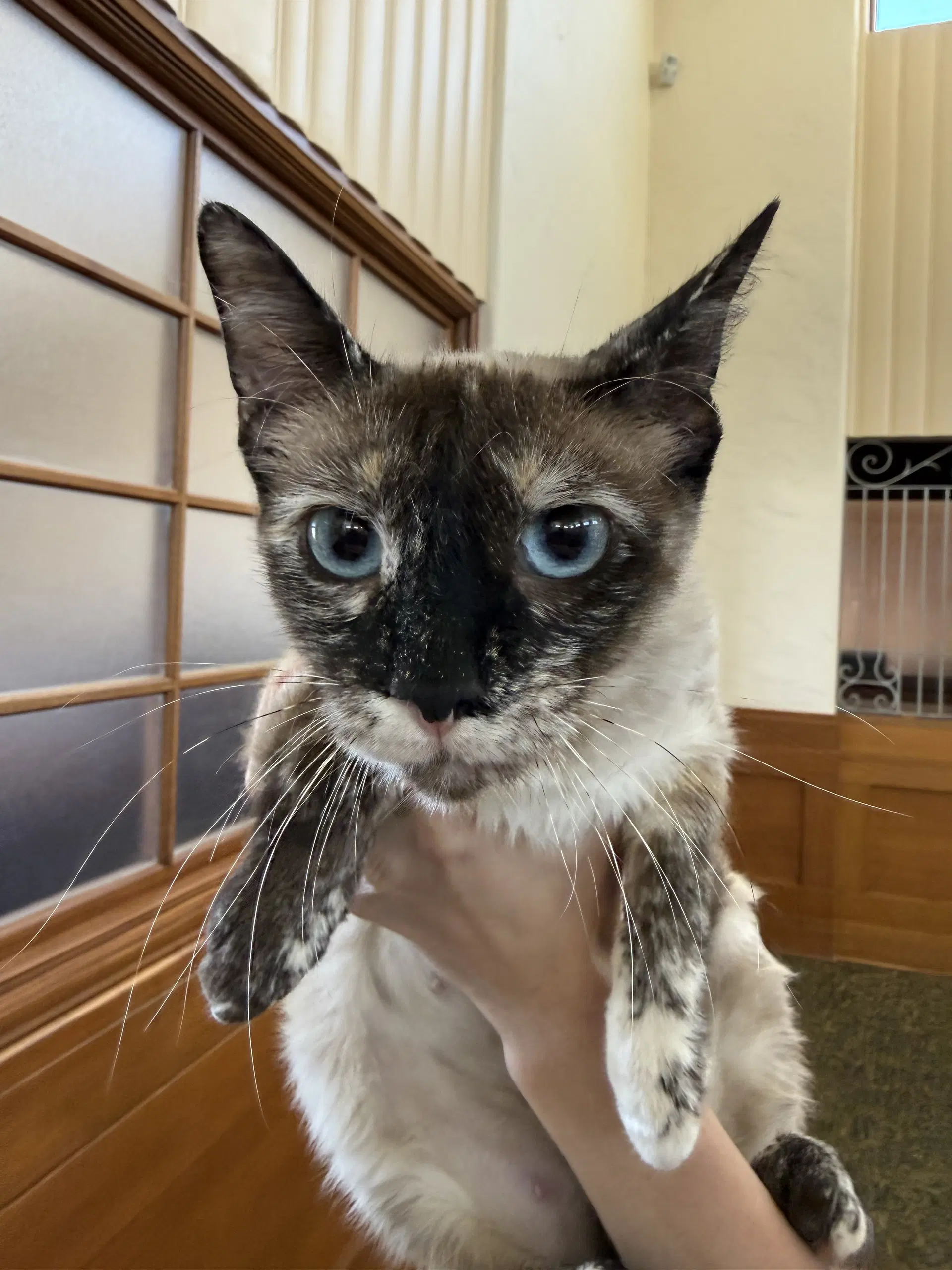 Kaweah  Bc - Siamese