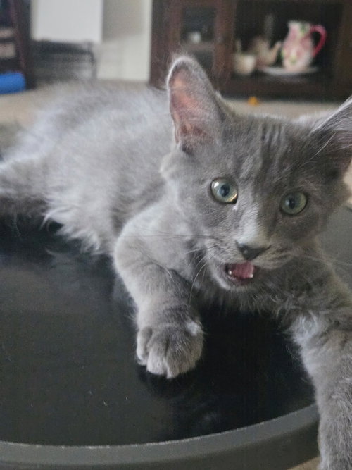 Smokey photo 2