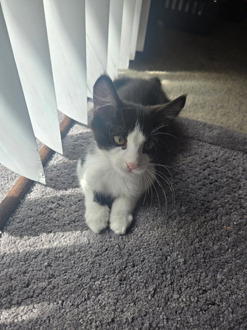 Louie photo 2