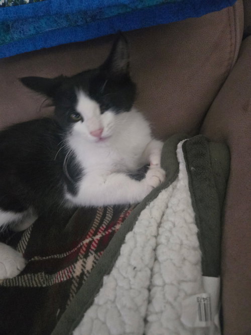 Louie photo 4
