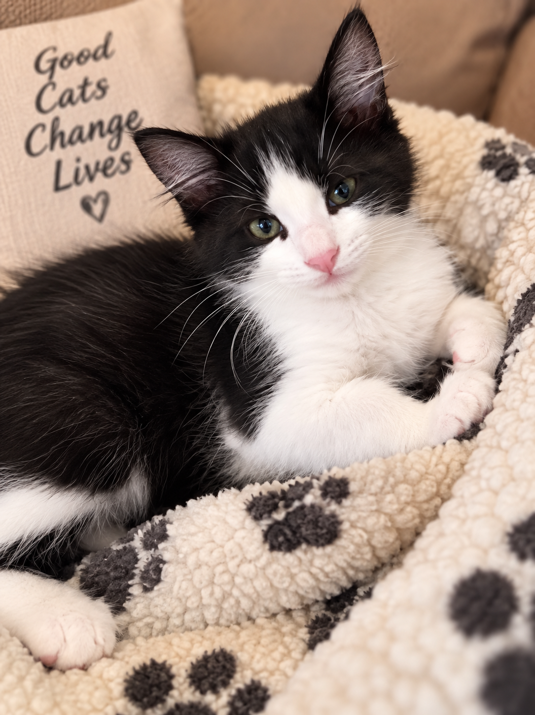 Louie ( Alice ), photo 4