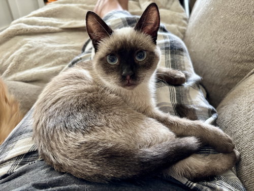 Cocoa photo 2