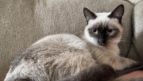 Cocoa photo 4
