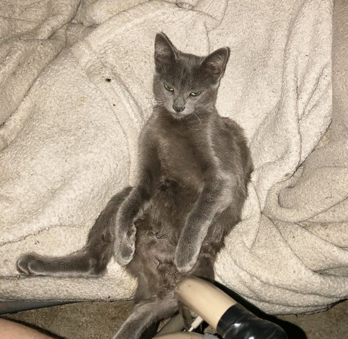 Chat Napa Petco