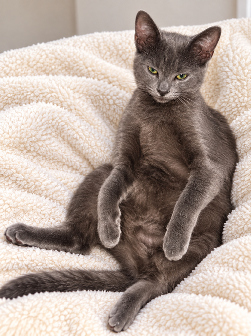 picture of the cat needing adoption