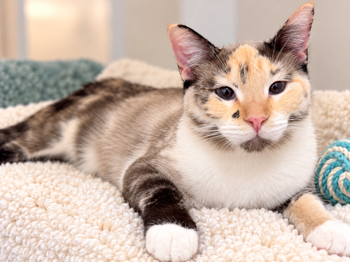 picture of the cat needing adoption