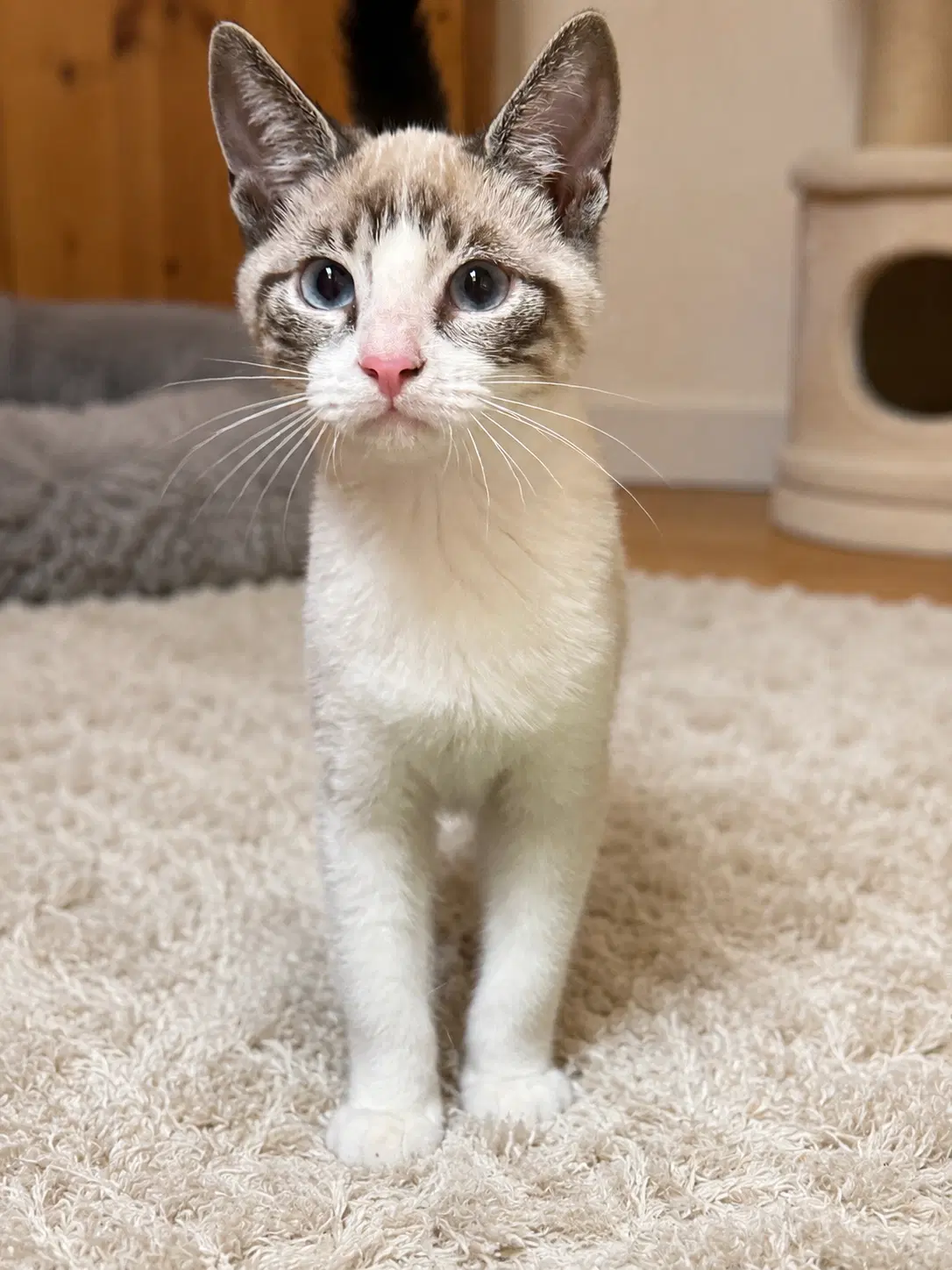 Frida Napa - Siamese