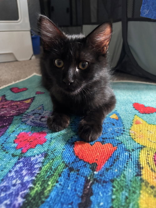 Arlo
