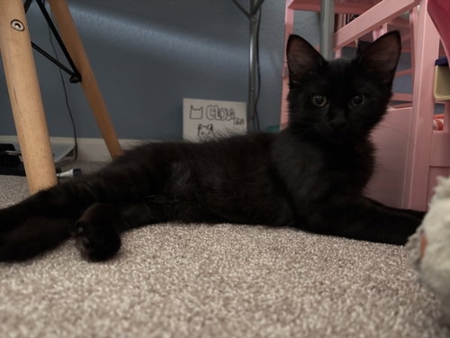 Arlo photo 3