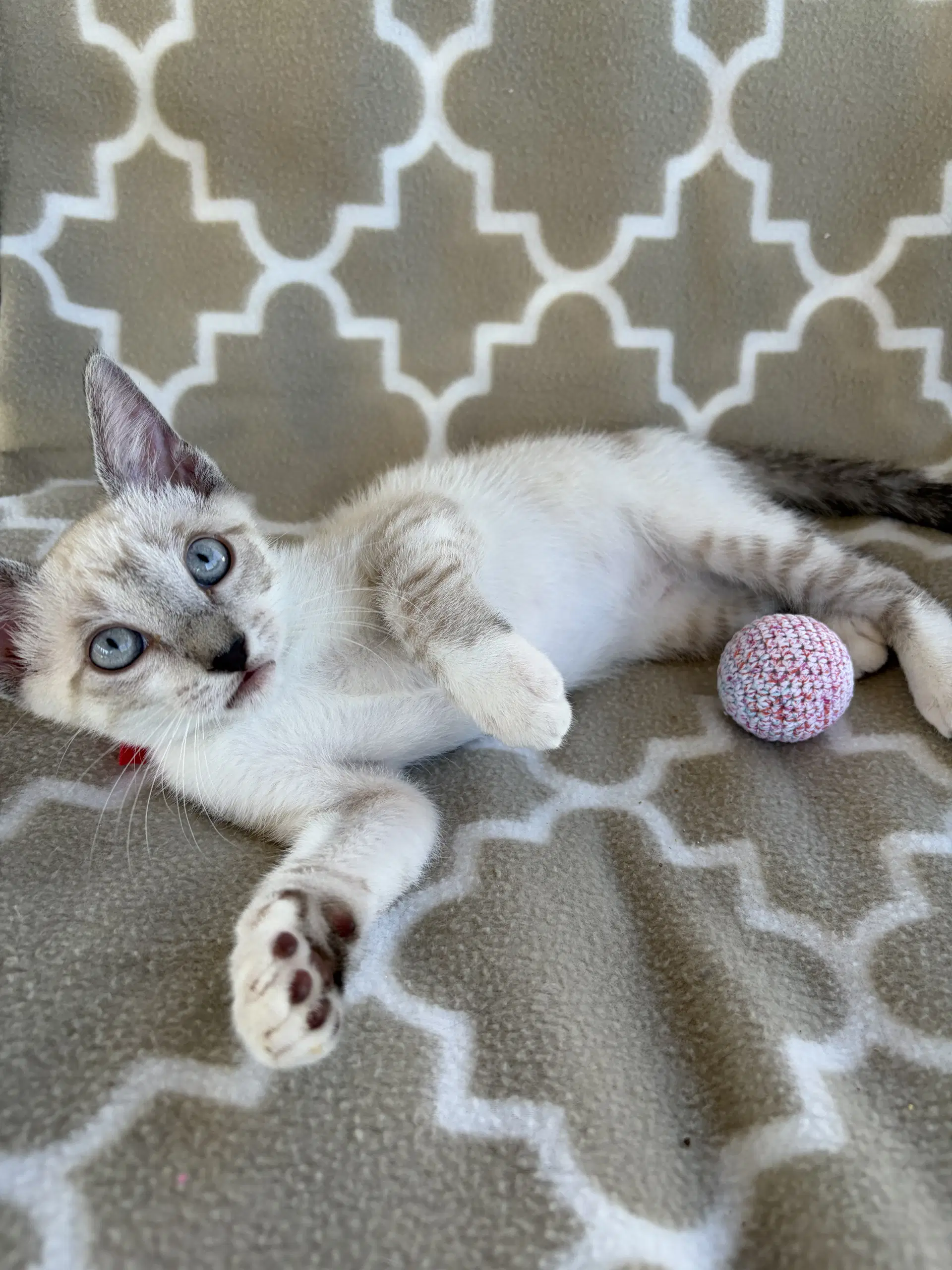 Stella Napa - Siamese