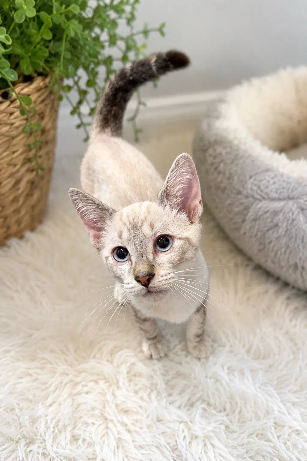 Brady Napa - Siamese