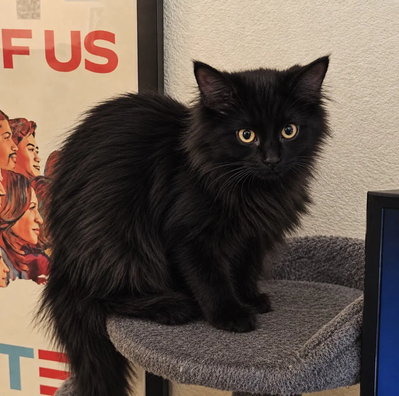 Junebug Napa - Maine Coon