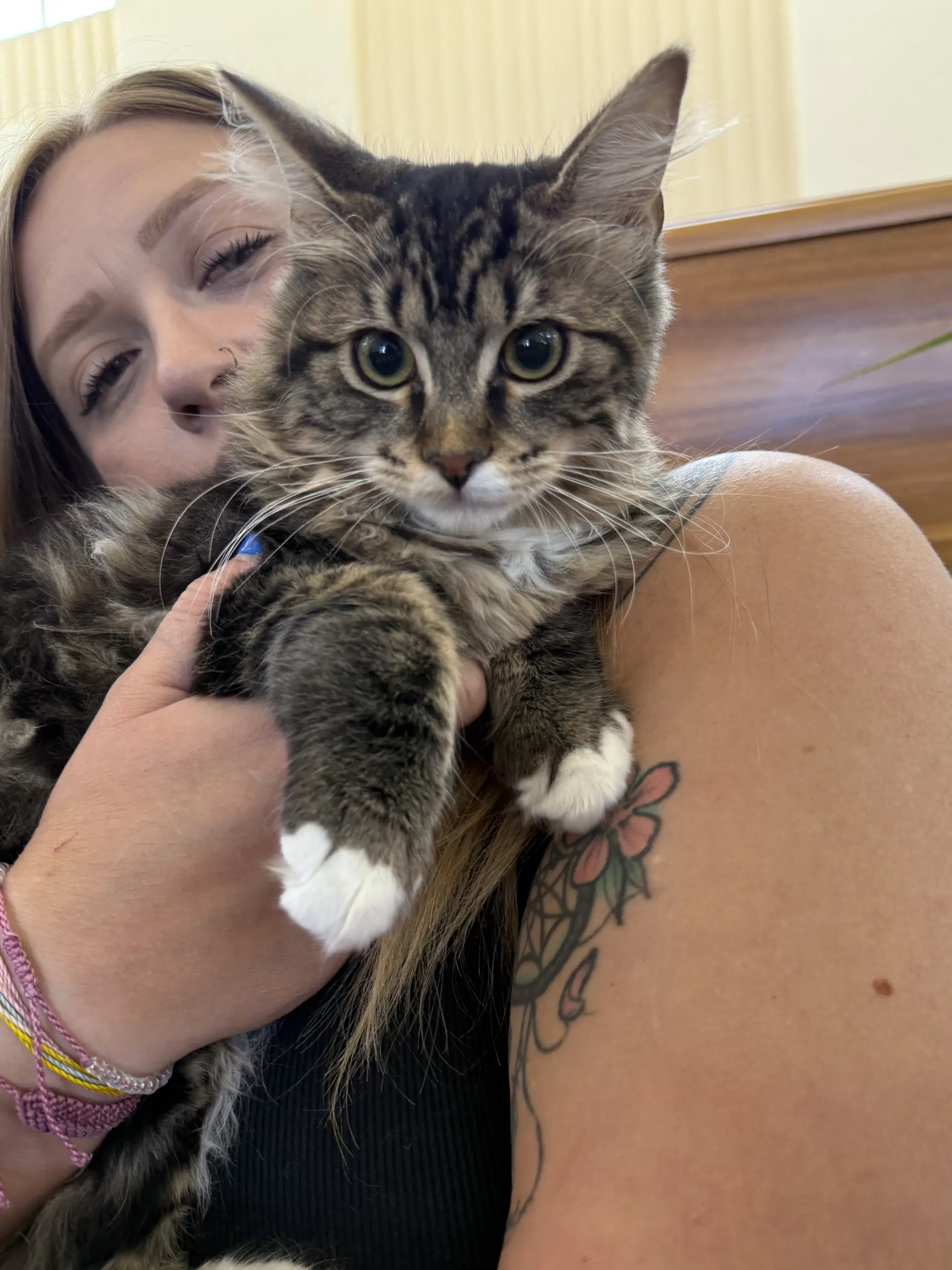 Jack Jack  Miranda - Maine Coon