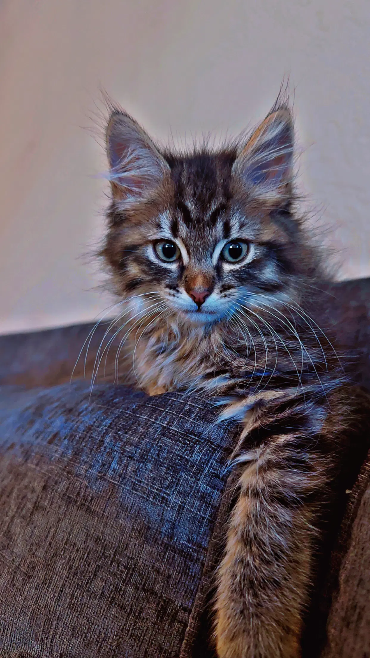 Minnie  Miranda - Maine Coon