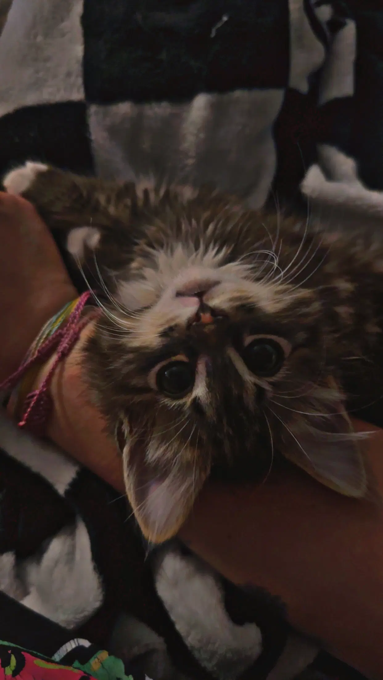 Minnie  Miranda image 2