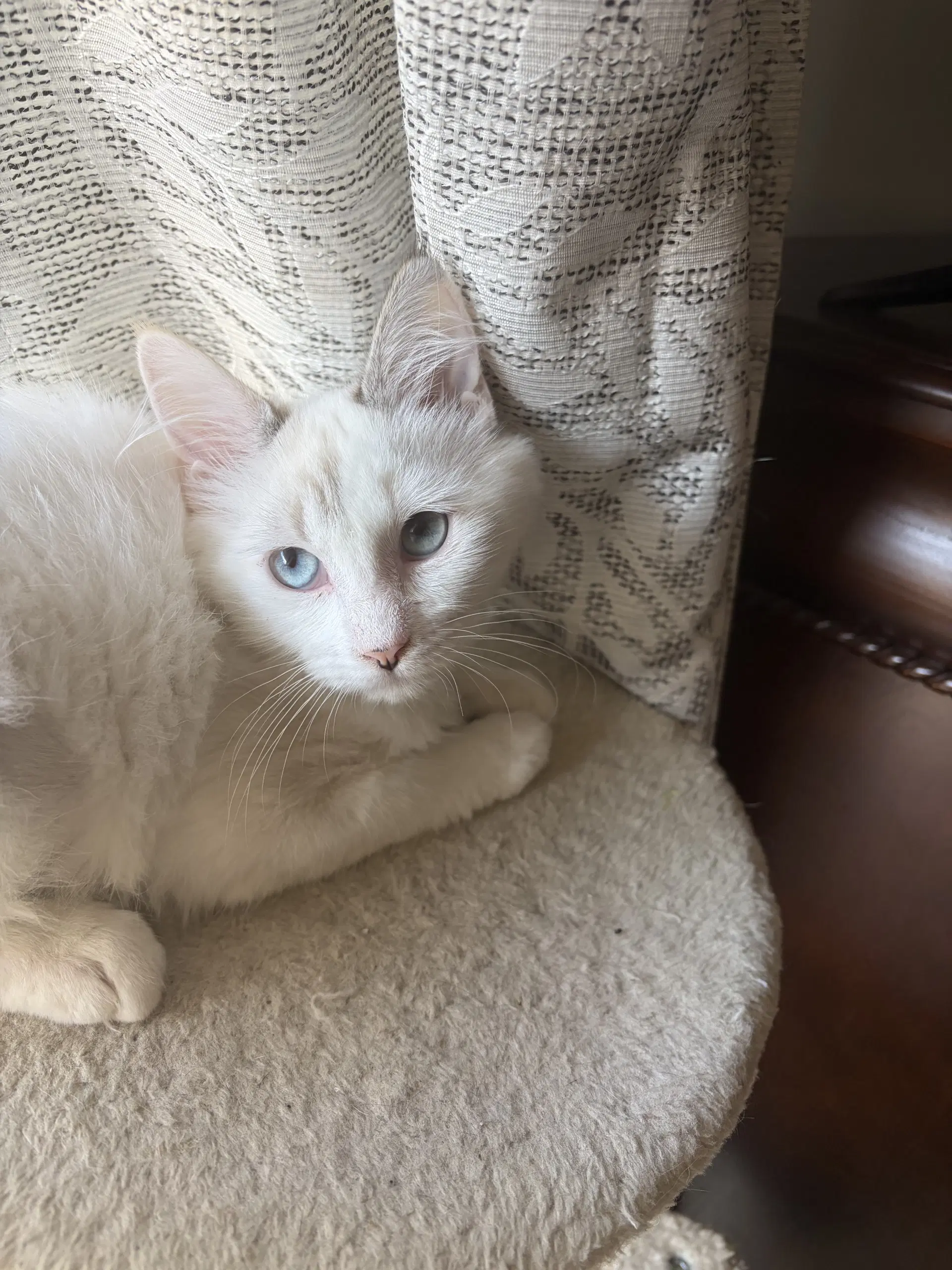 Bunny  Lisa - Siamese