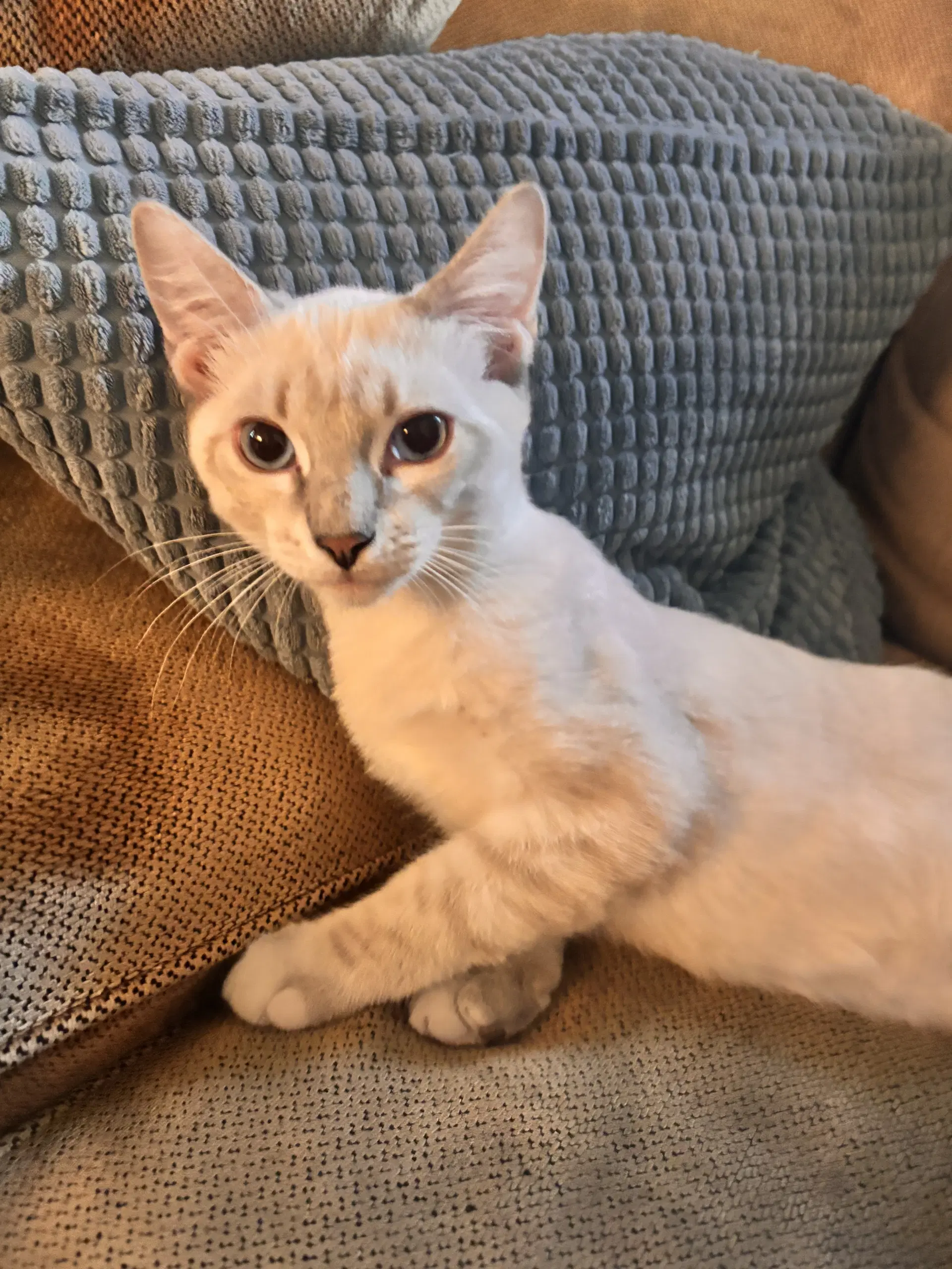Olaf  Ee - Siamese