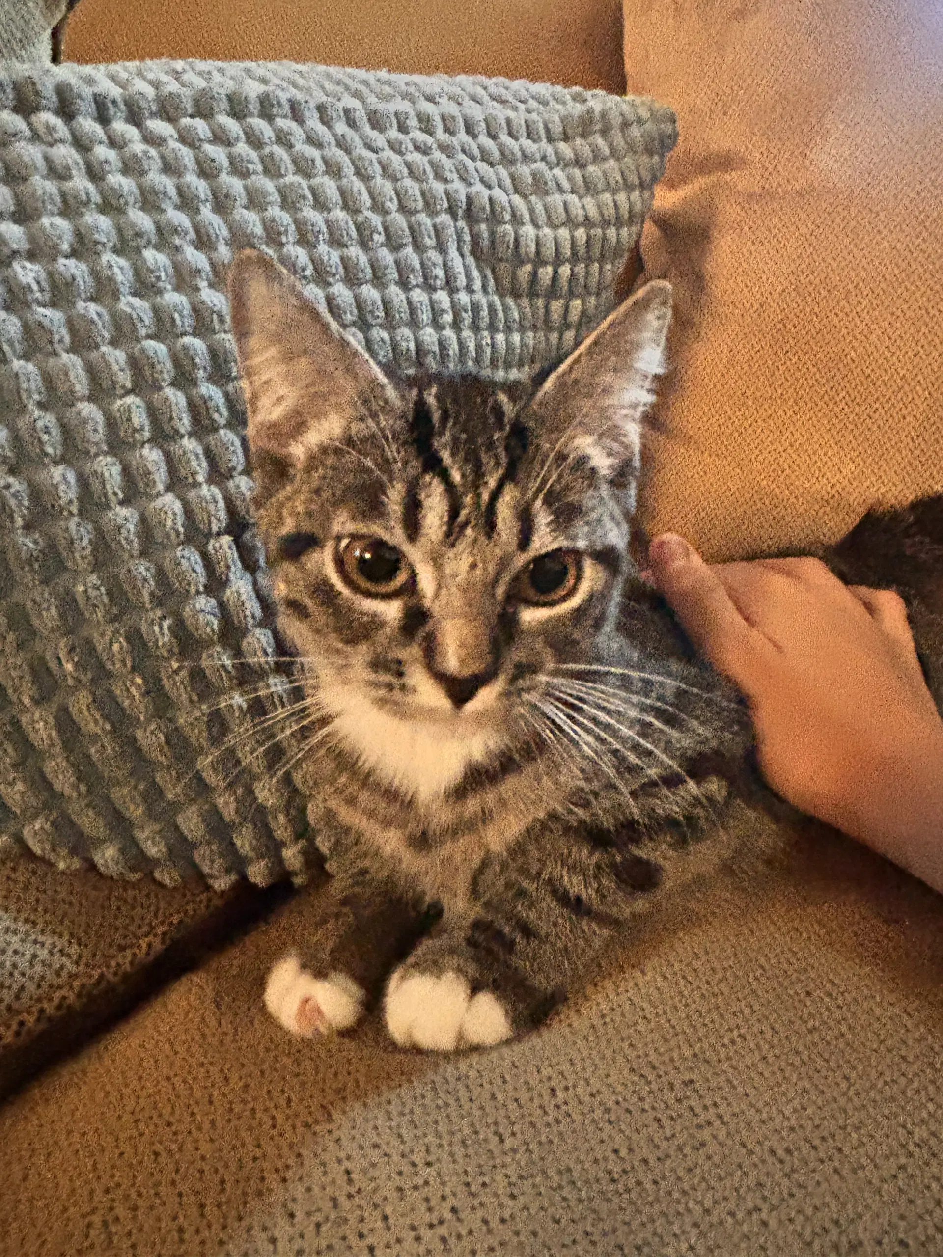 Ana  Ee - Tabby