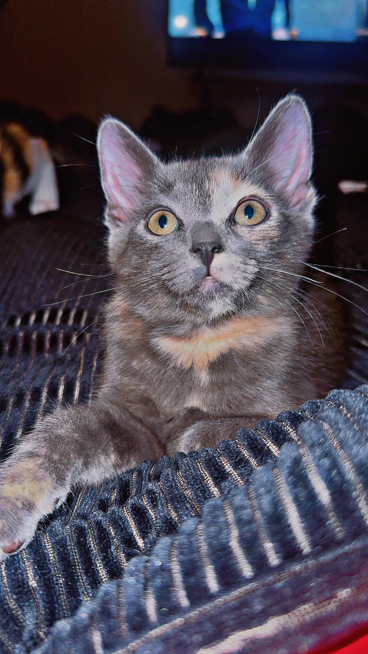 Pixie  Nicole - Calico