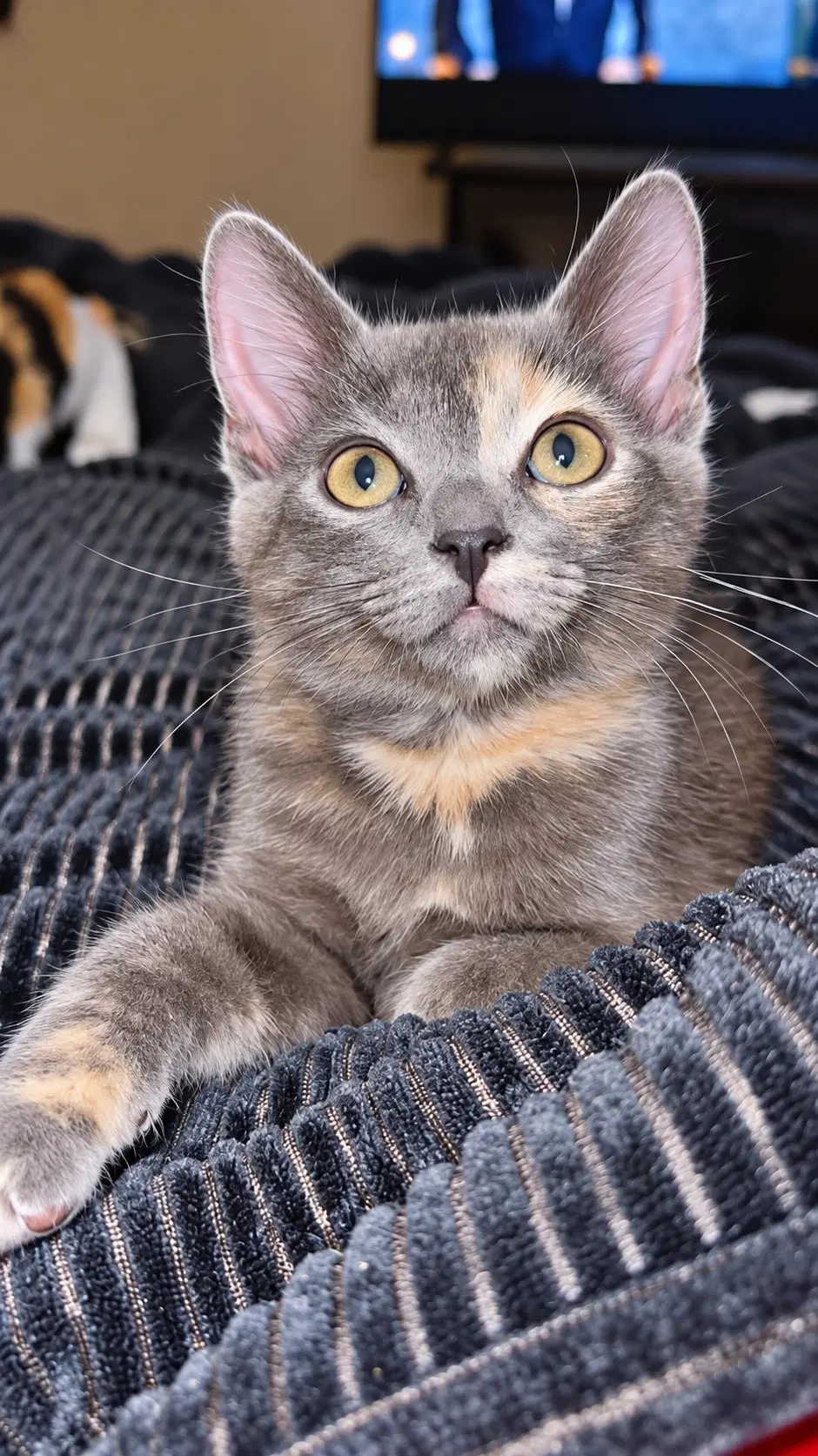Pixie  Nicole - Calico