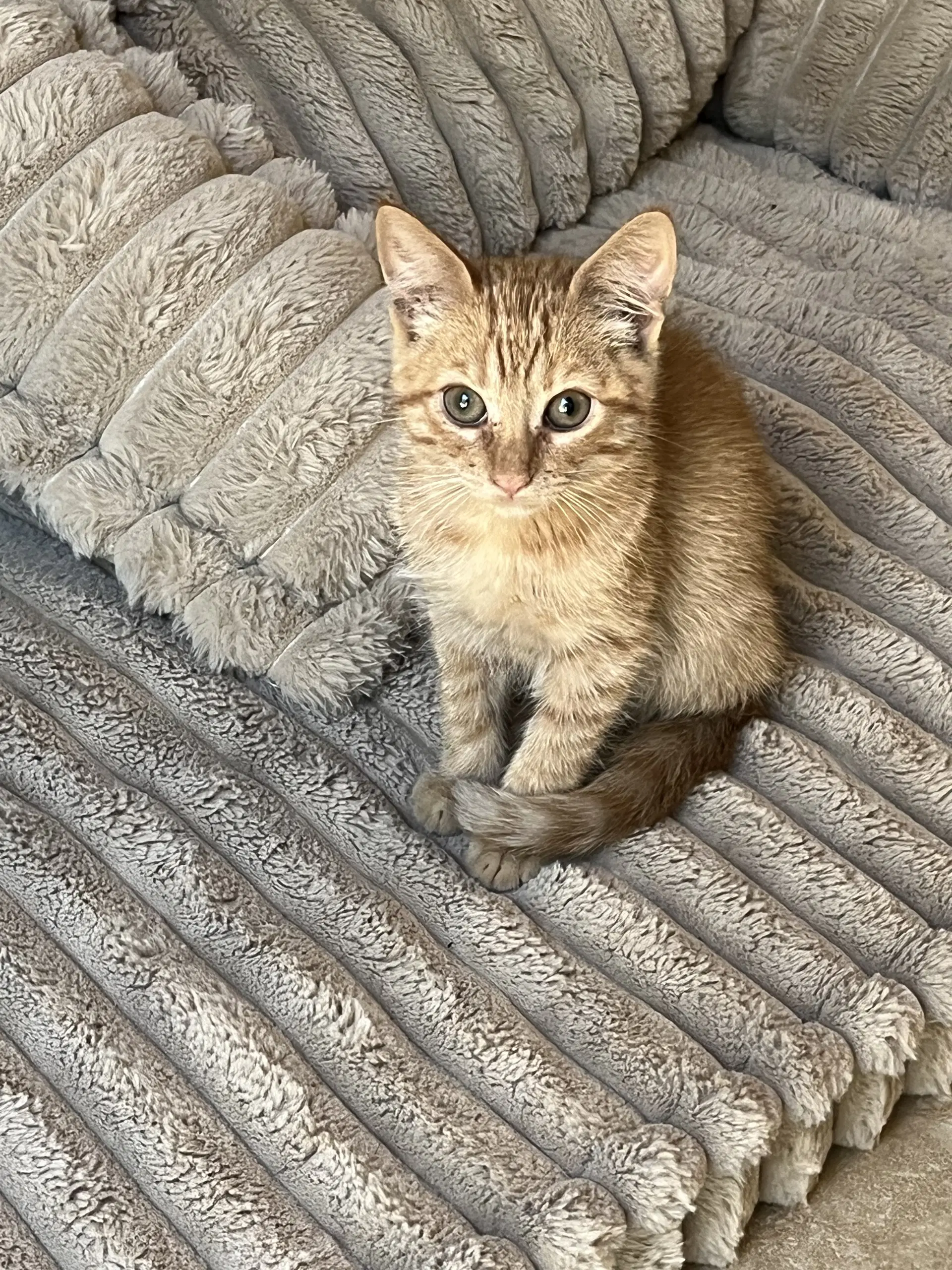 Mochi  Cathy - Tabby