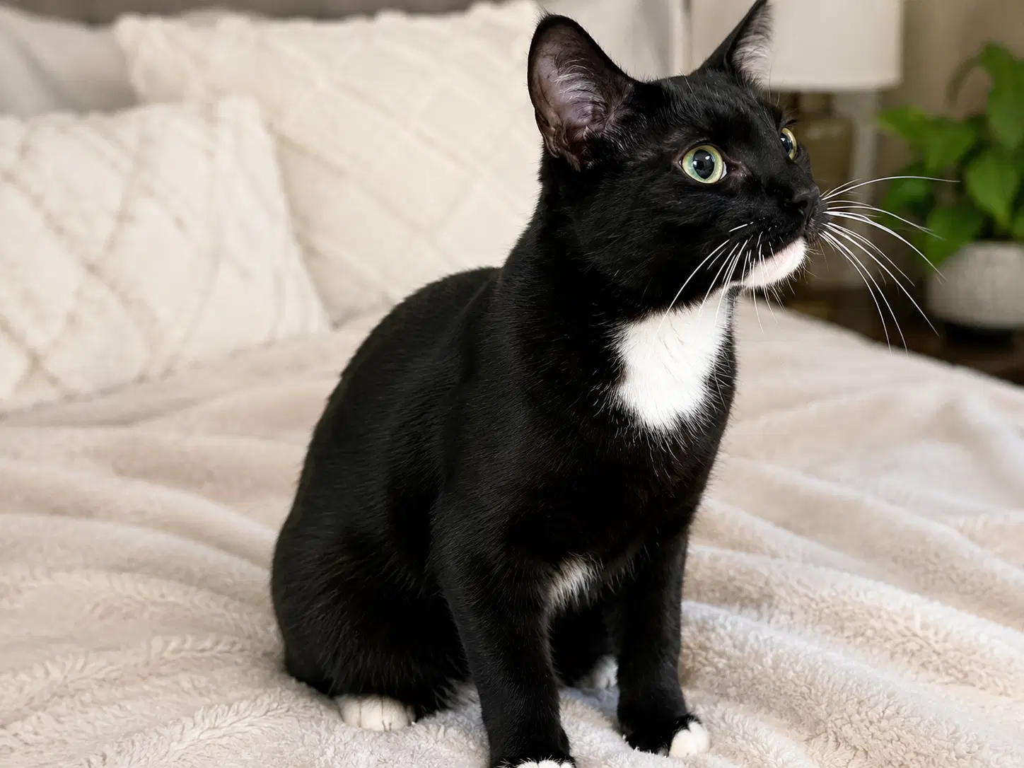Cosmo Napa Petco - Tuxedo