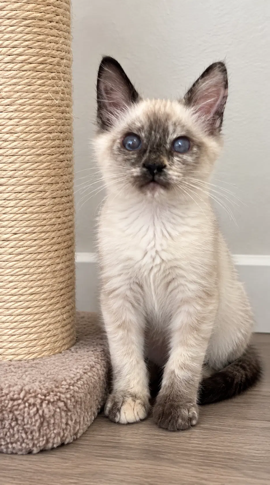 Miranda Napa - Siamese