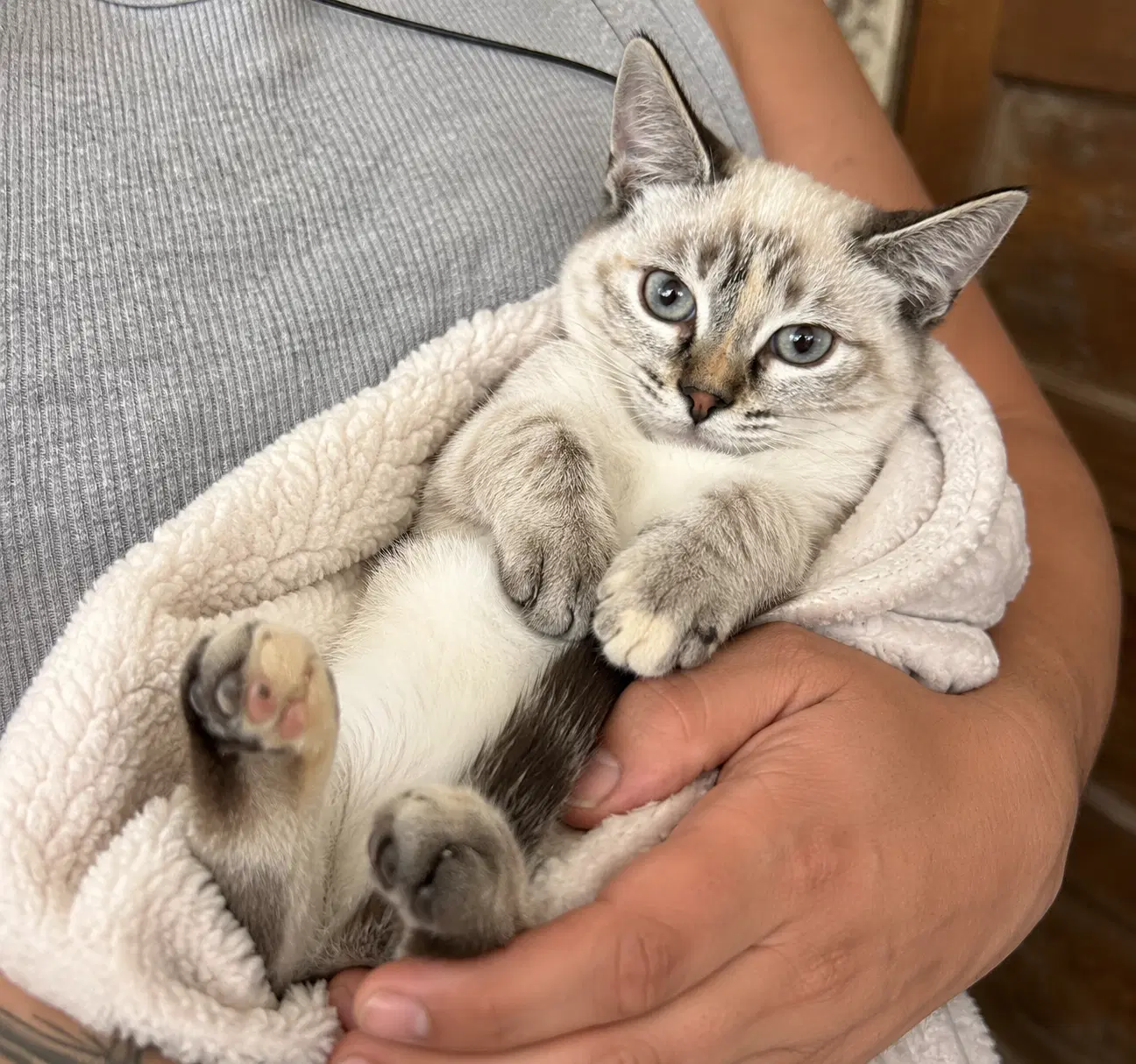 Lucy Napa - Siamese
