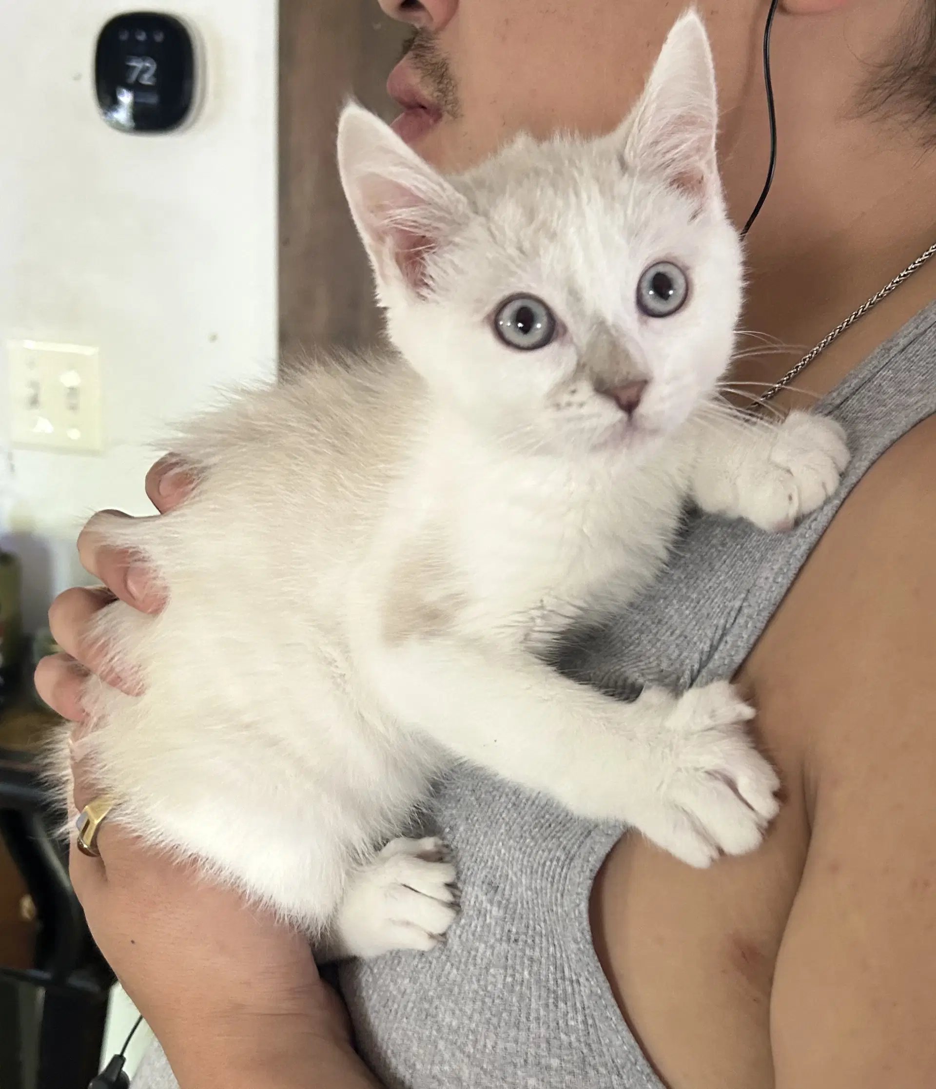 Frosty Napa - Siamese