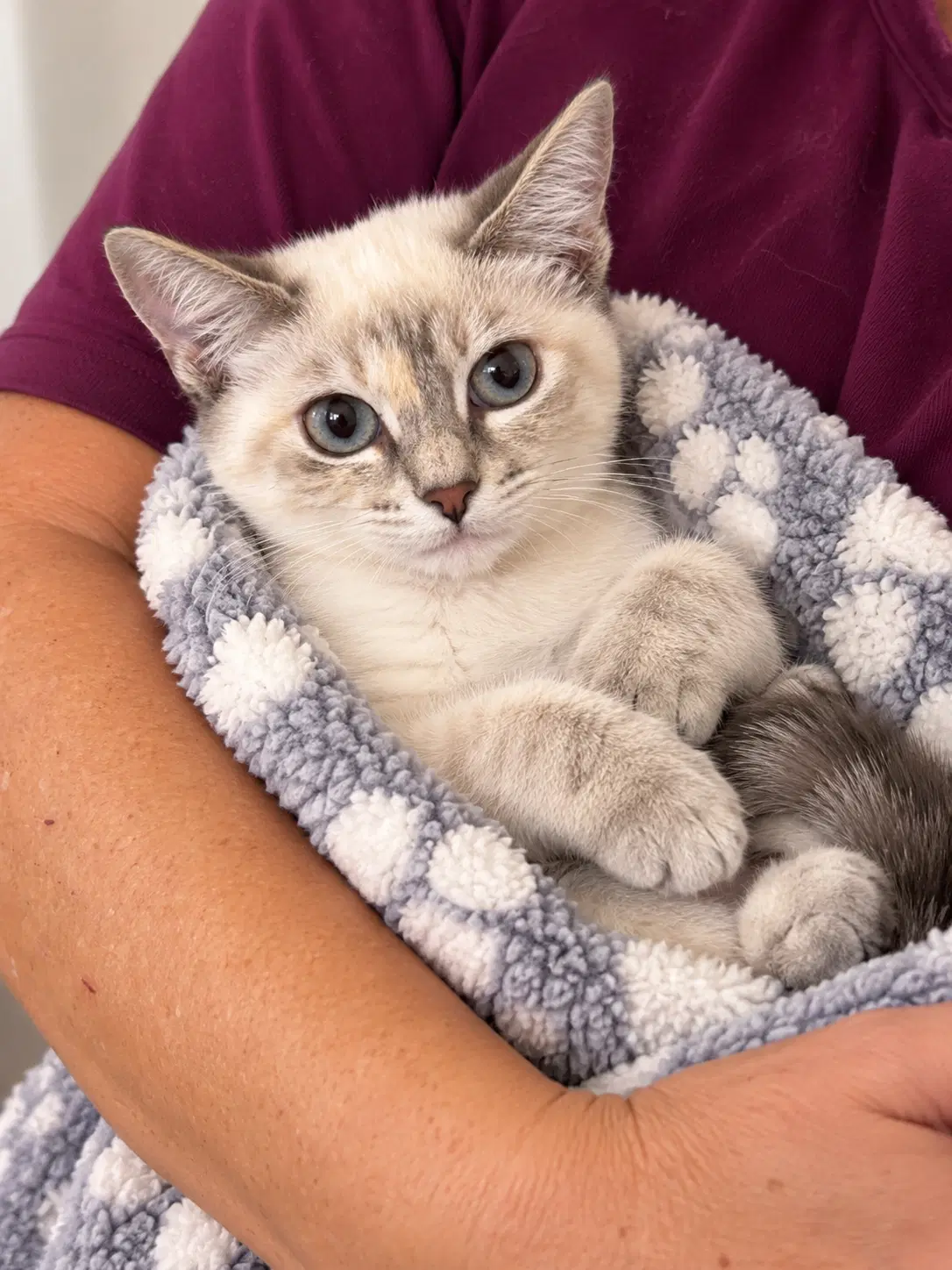 Seirra Napa - Siamese