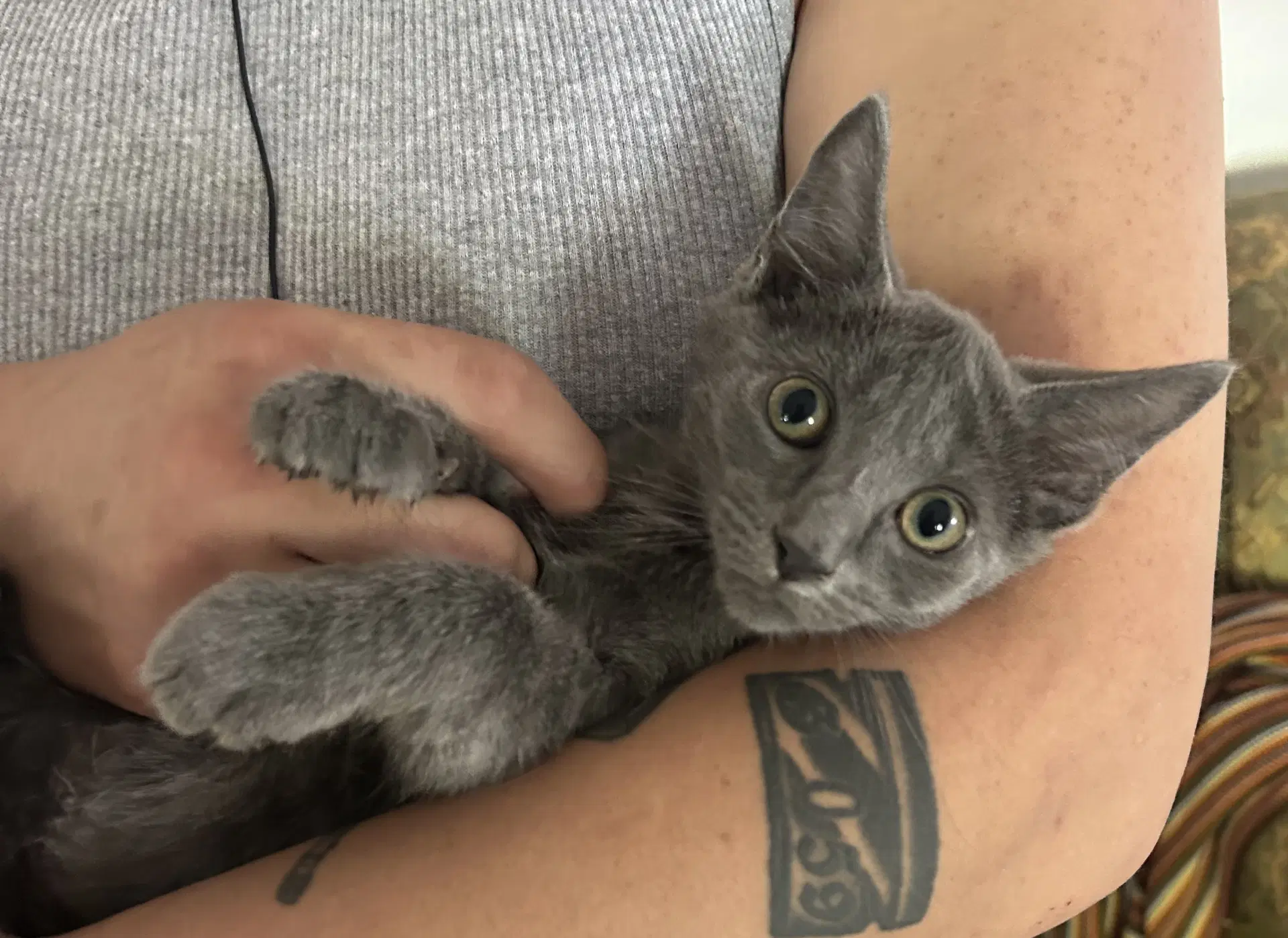 Tokyo Napa - Russian Blue