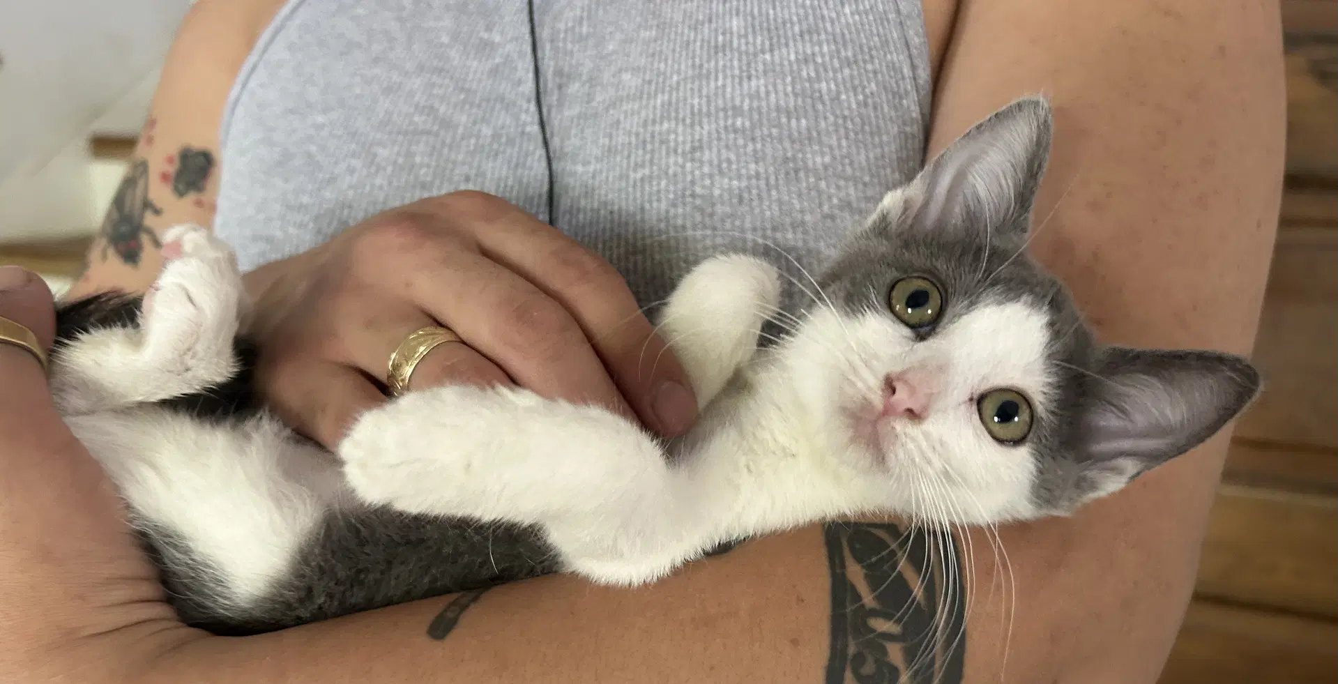 Merryberry - Domestic Short Hair