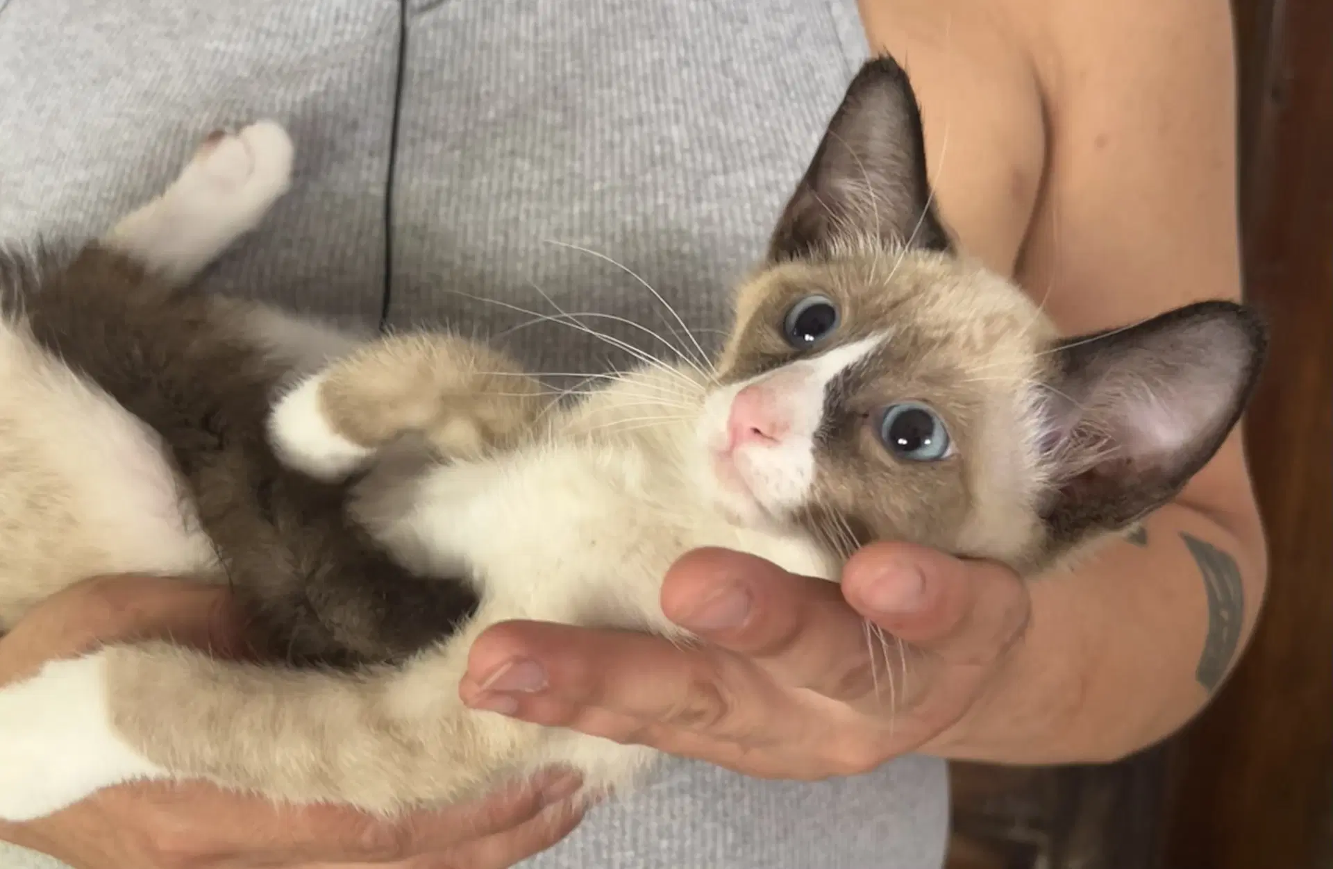 Crockett Napa - Siamese