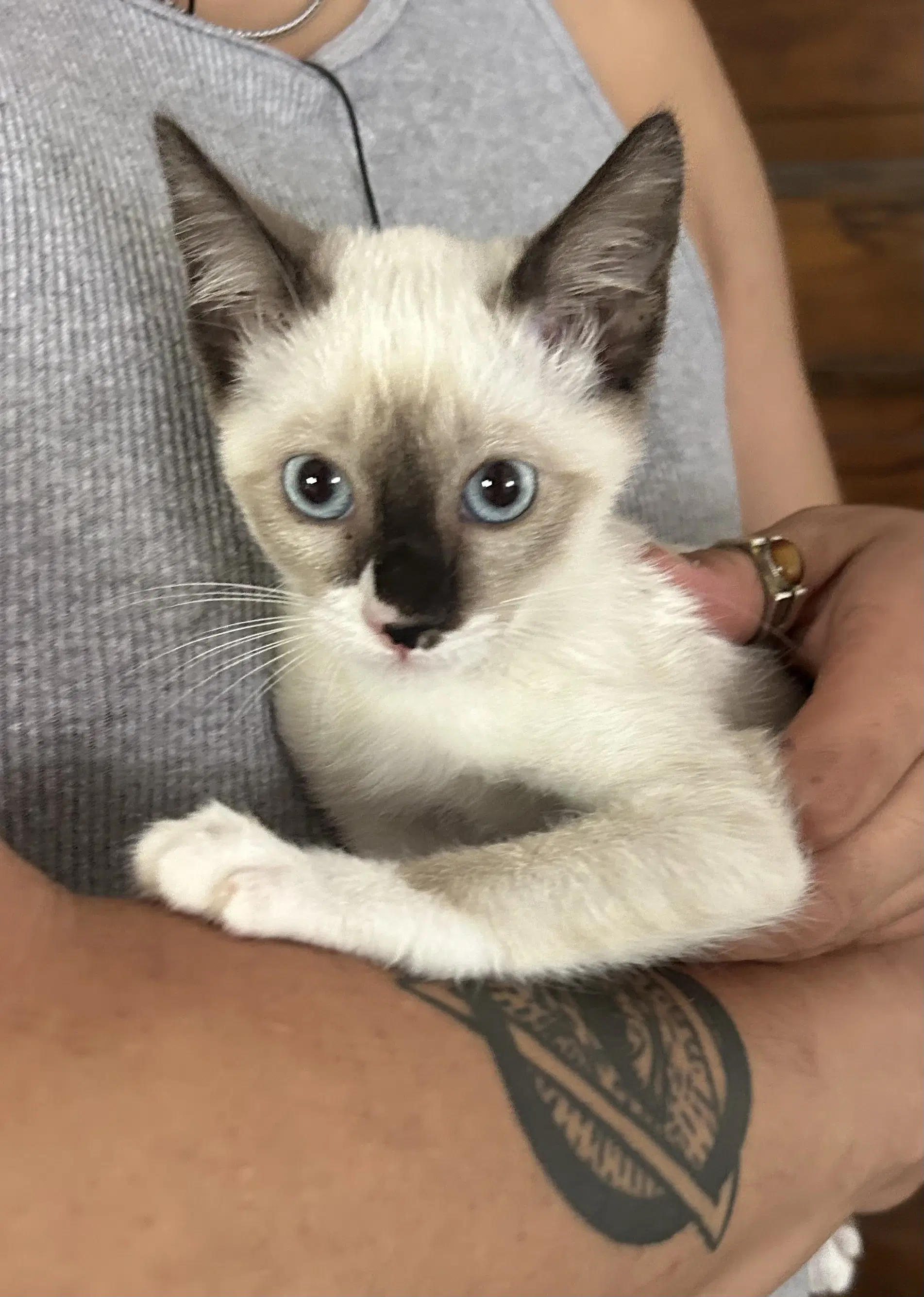 Annie Napa - Siamese