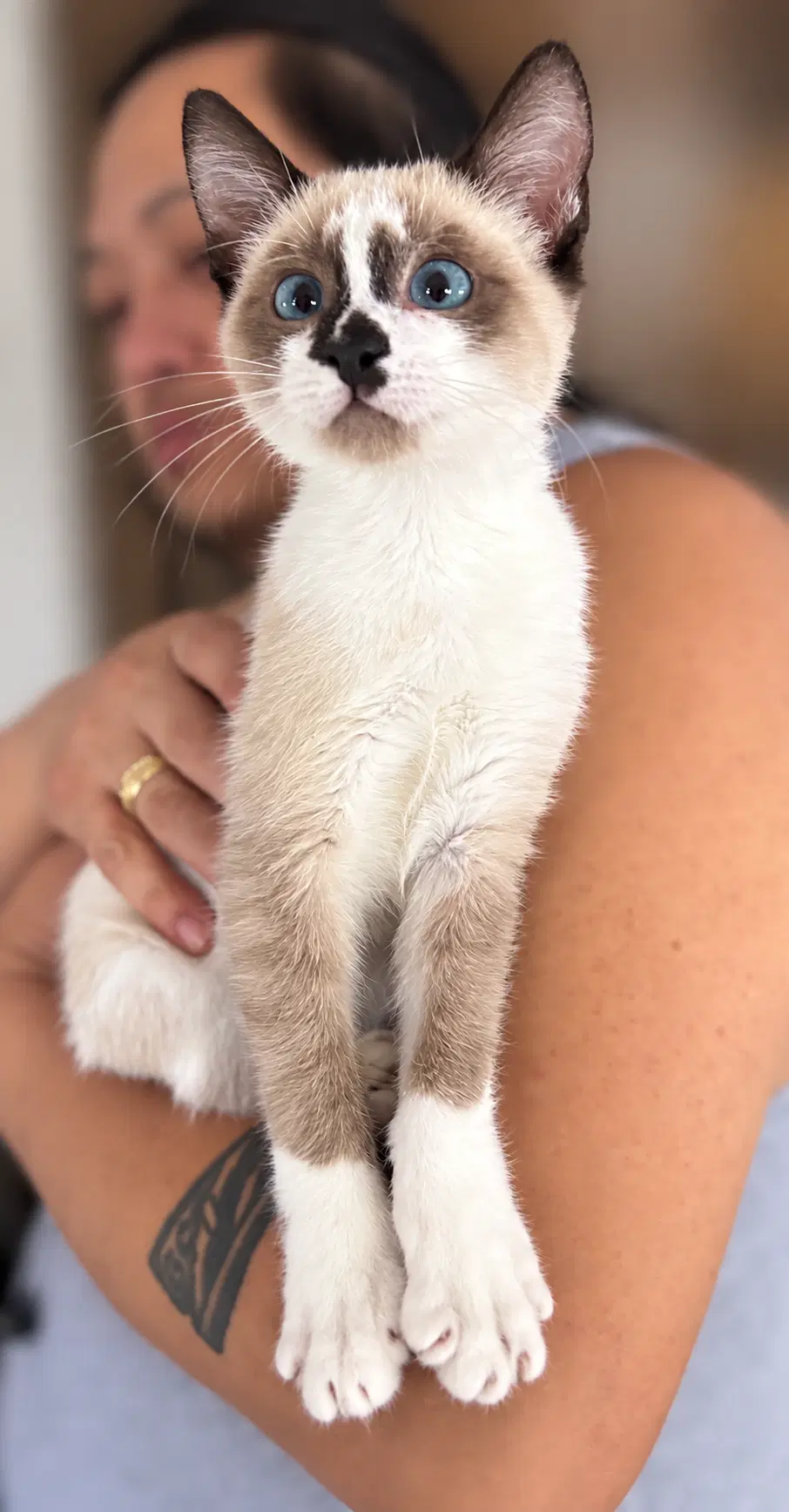 Andy Napa - Siamese