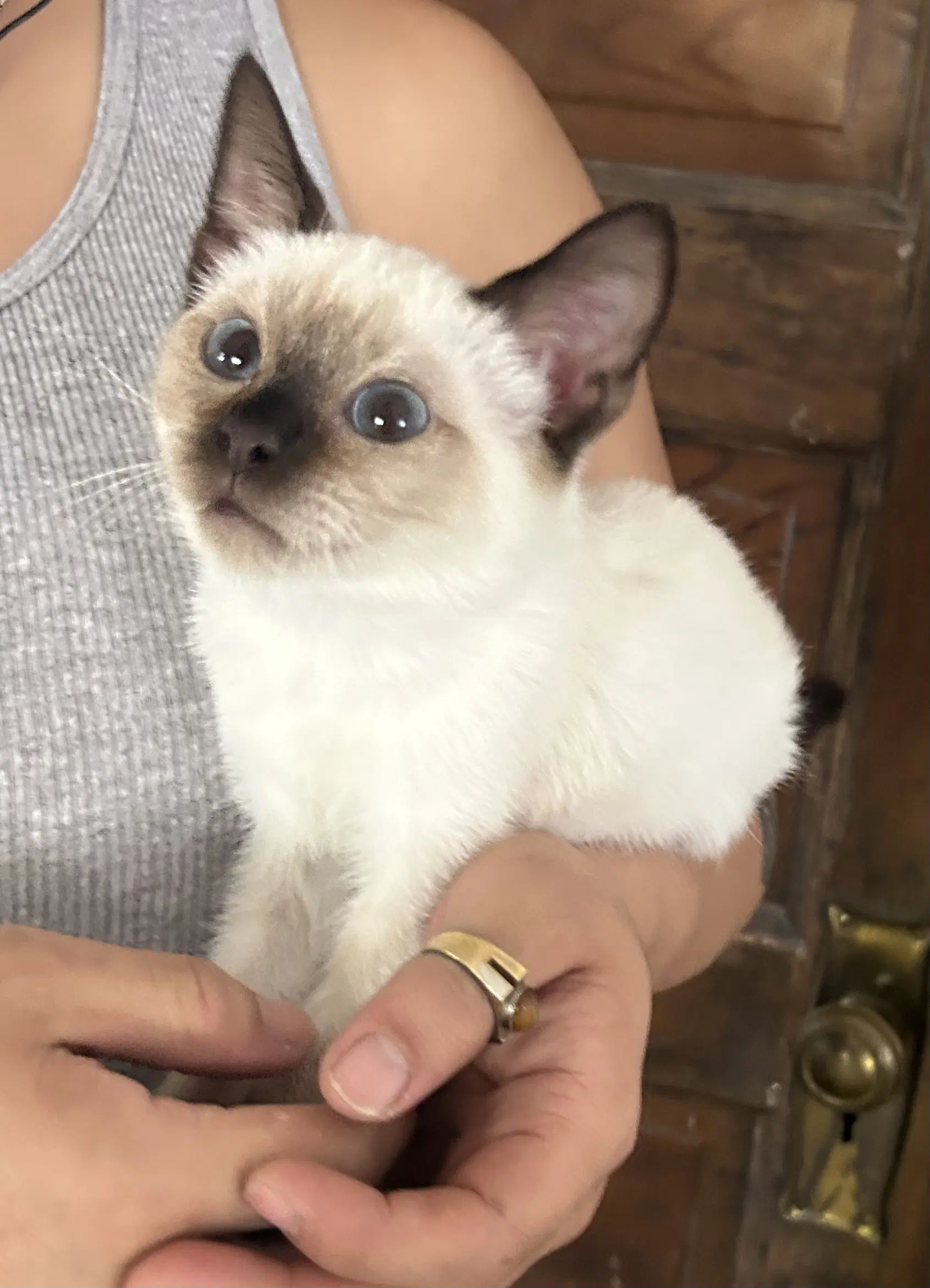 Blossom Napa - Siamese
