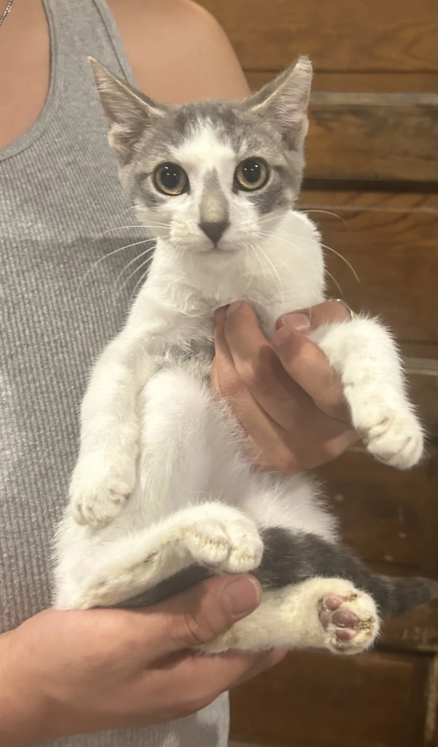Giorgio Napa - Domestic Short Hair
