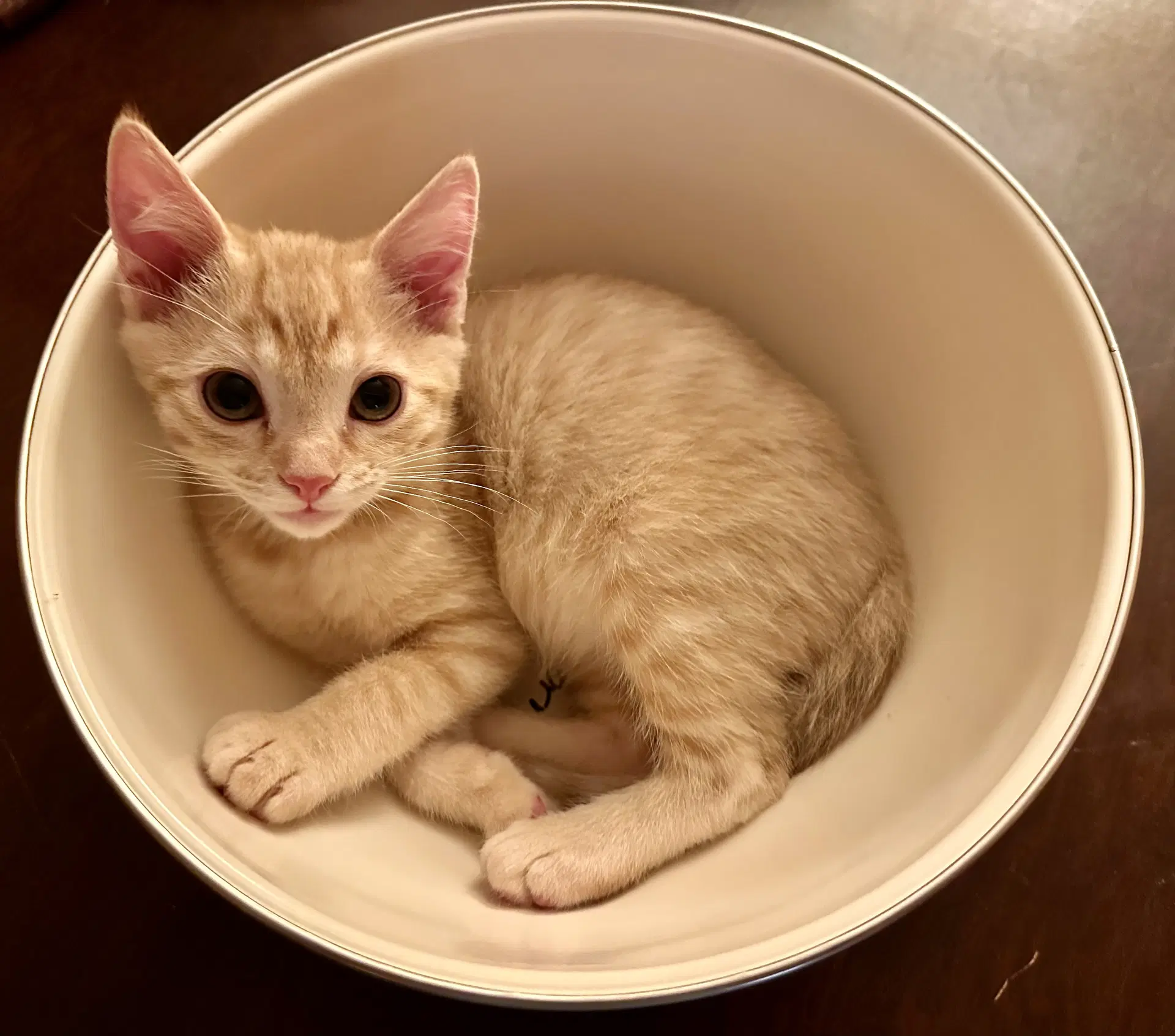 Sherbert Aka Bert Napa - Tabby