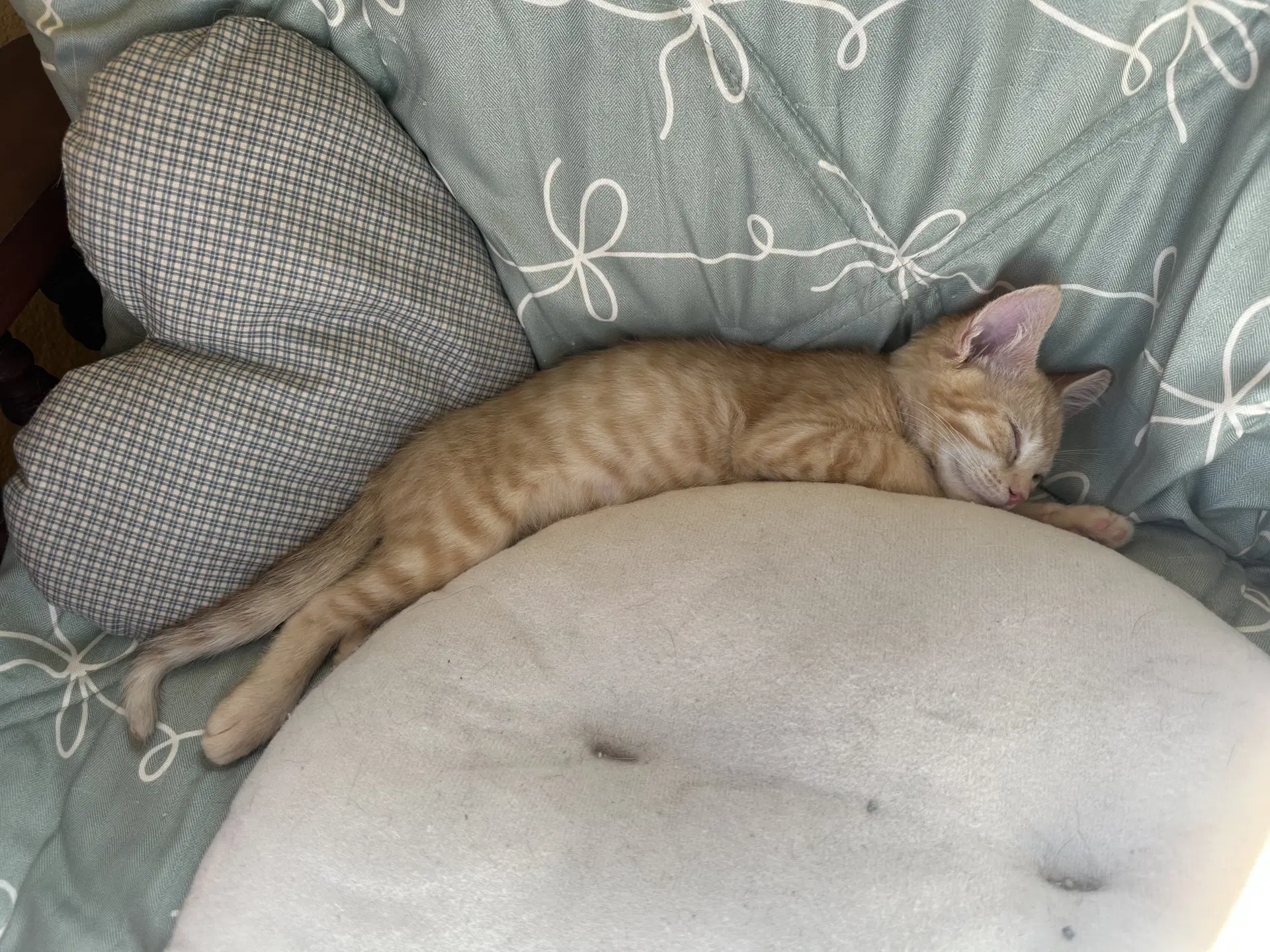Sherbert Aka Bert Napa image 3