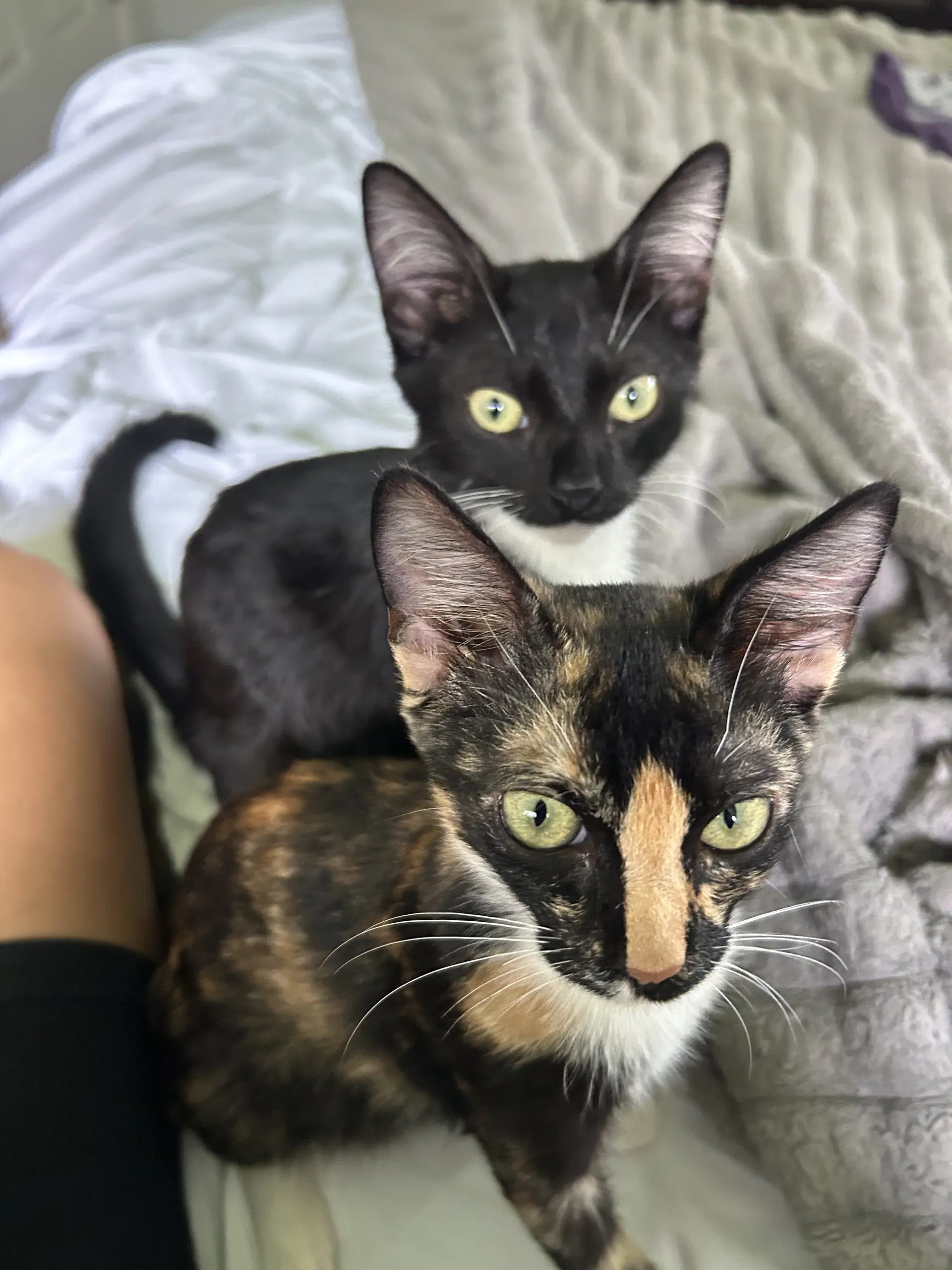 Hilo And Lala - Calico
