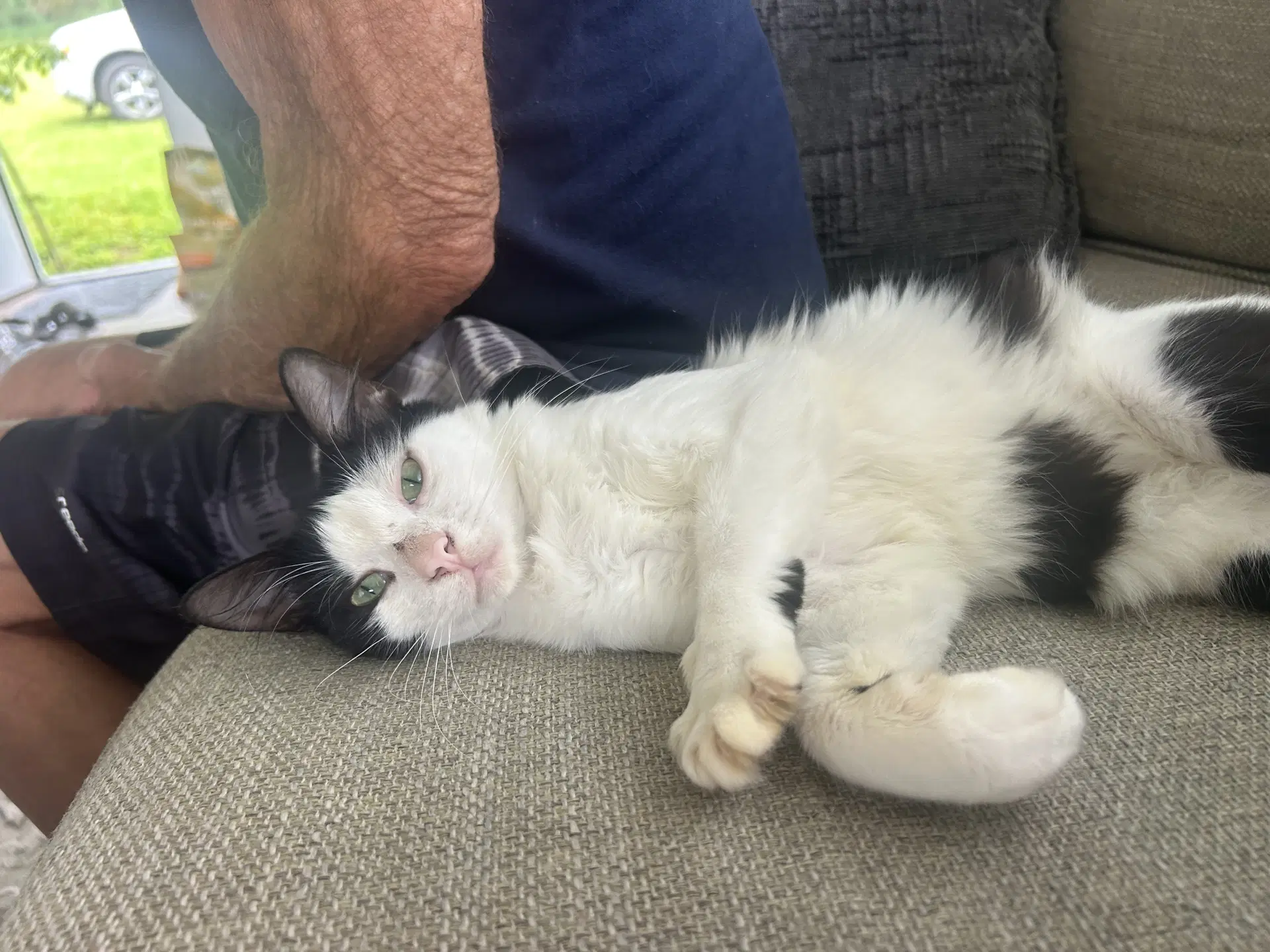 Bucky Napa - Tuxedo