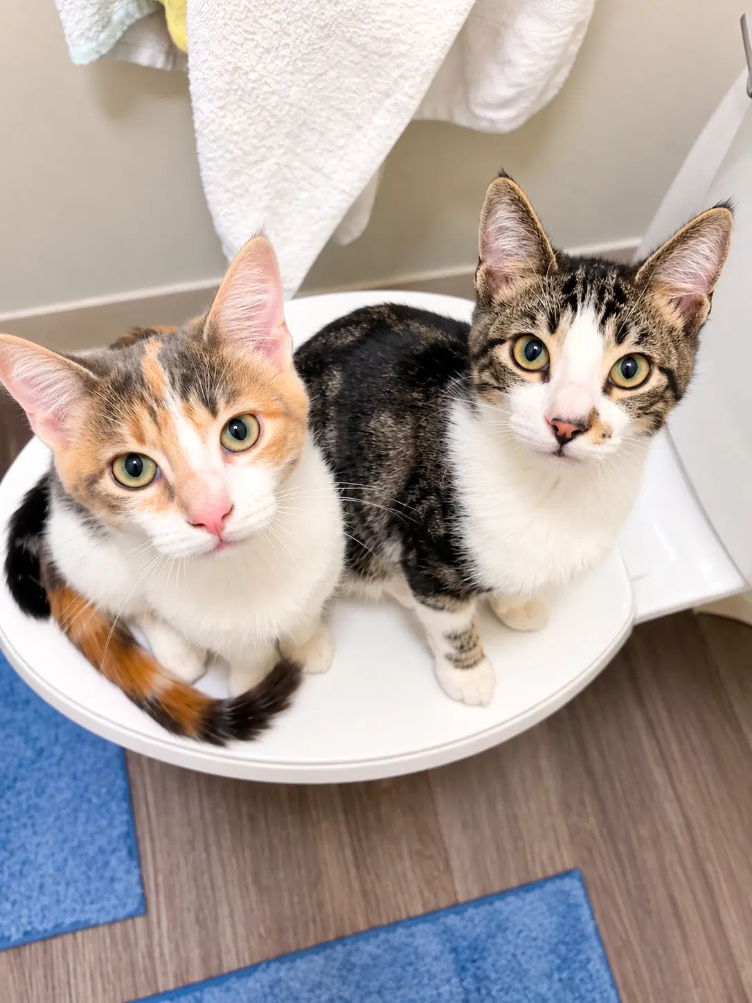 Monroe And Peaches Napa - Calico